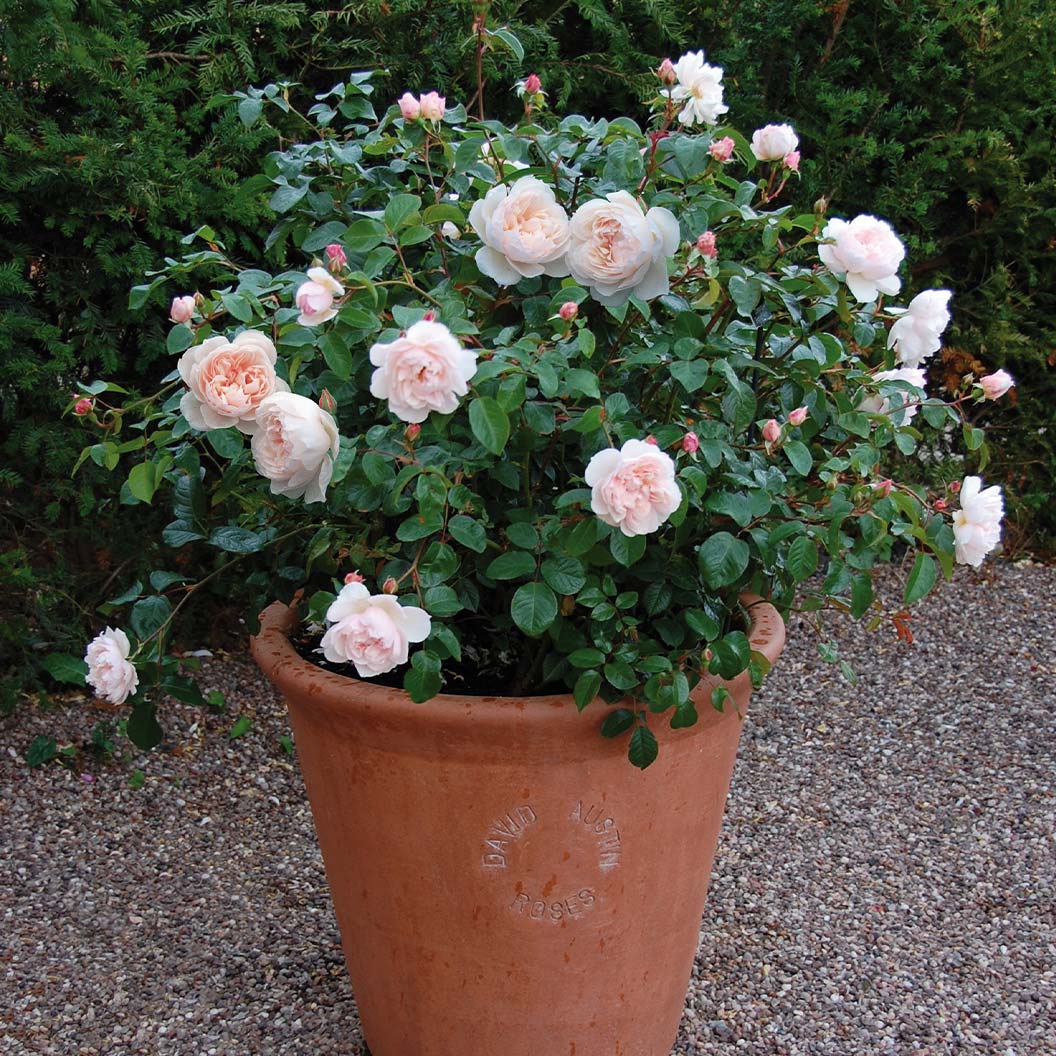 David Austin® The Generous Gardener® English Climbing Rose - Image 5