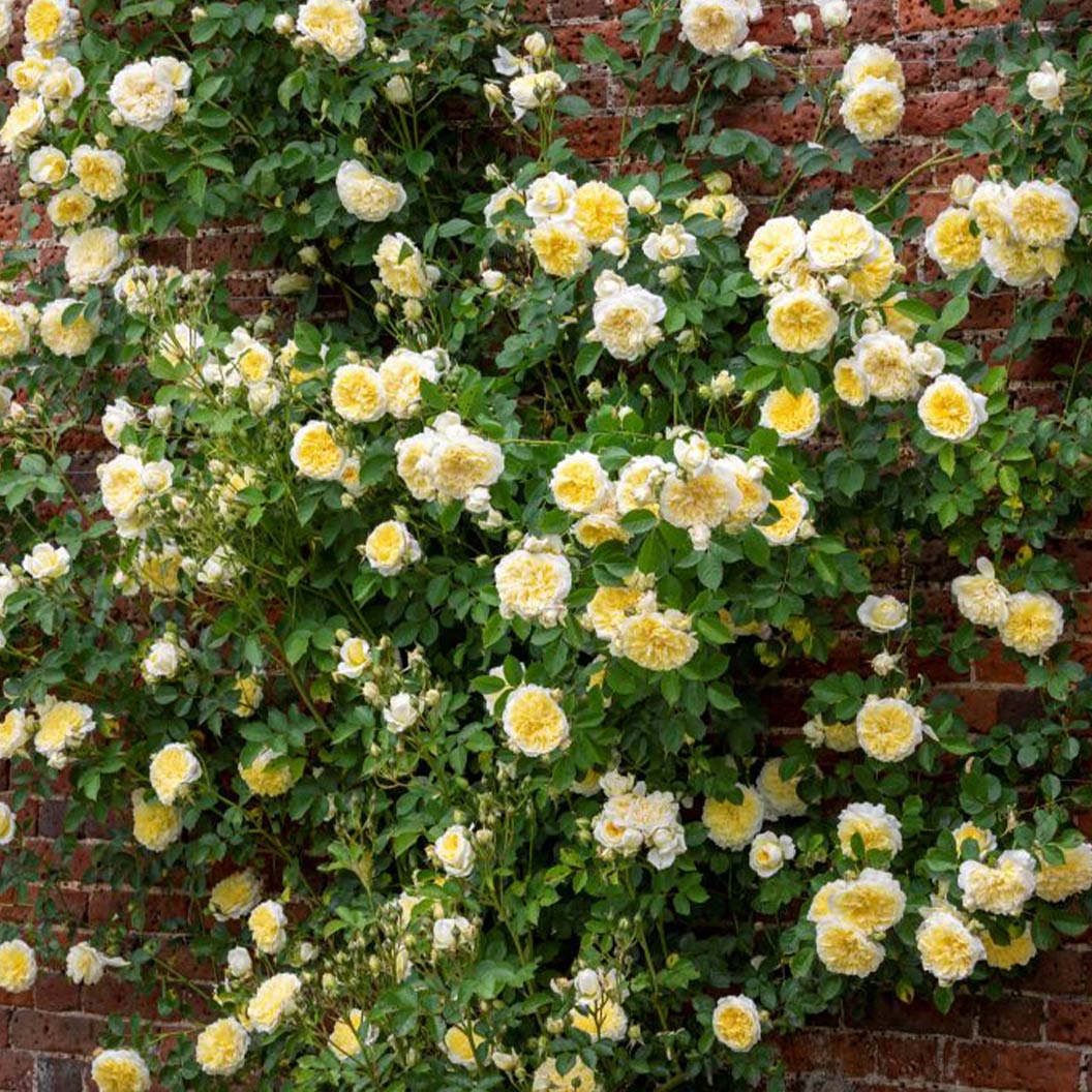 David Austin® The Pilgrim® Climbing Rose Shrub - Image 3