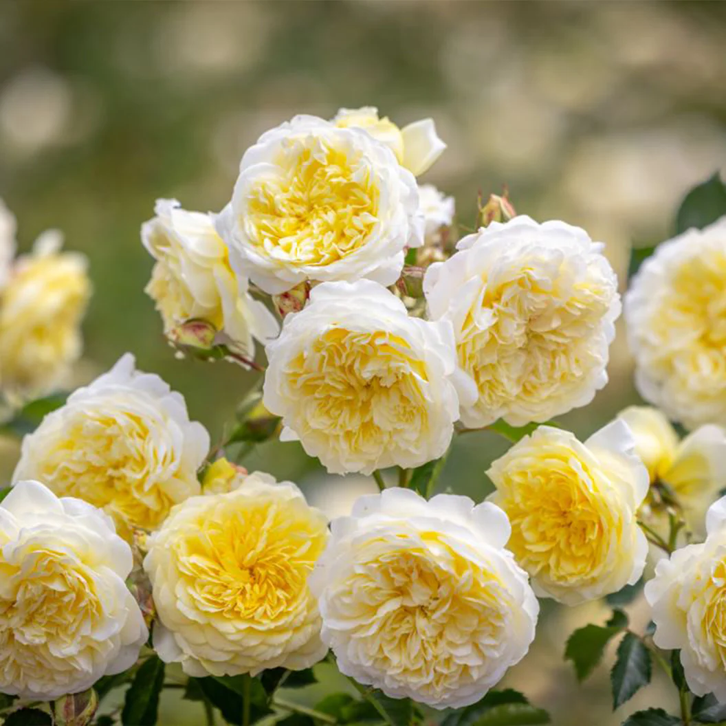 David Austin® The Pilgrim® Climbing Rose Shrub - Image 4