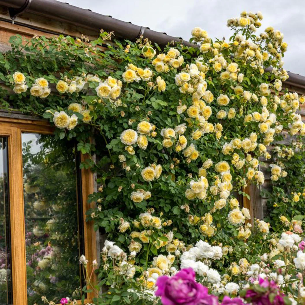 David Austin® The Pilgrim® Climbing Rose Shrub - Image 5