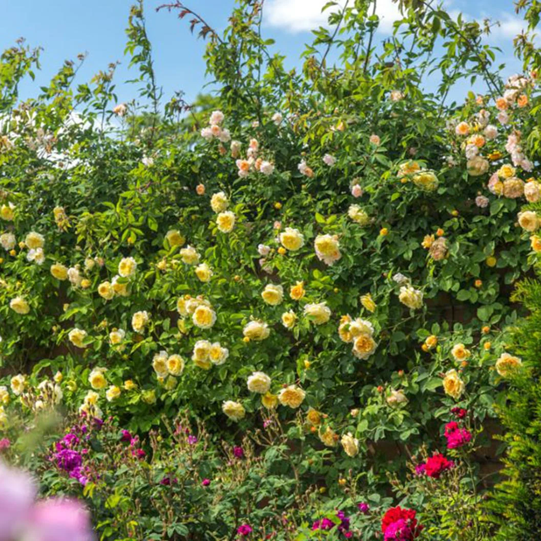David Austin® The Pilgrim® Climbing Rose Shrub - Image 6
