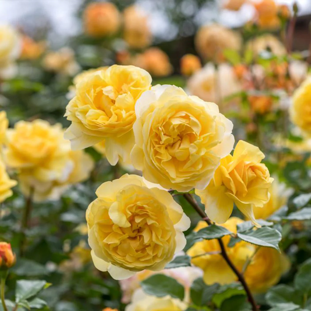 David Austin® The Poet's Wife Rose Shrub - Image 3
