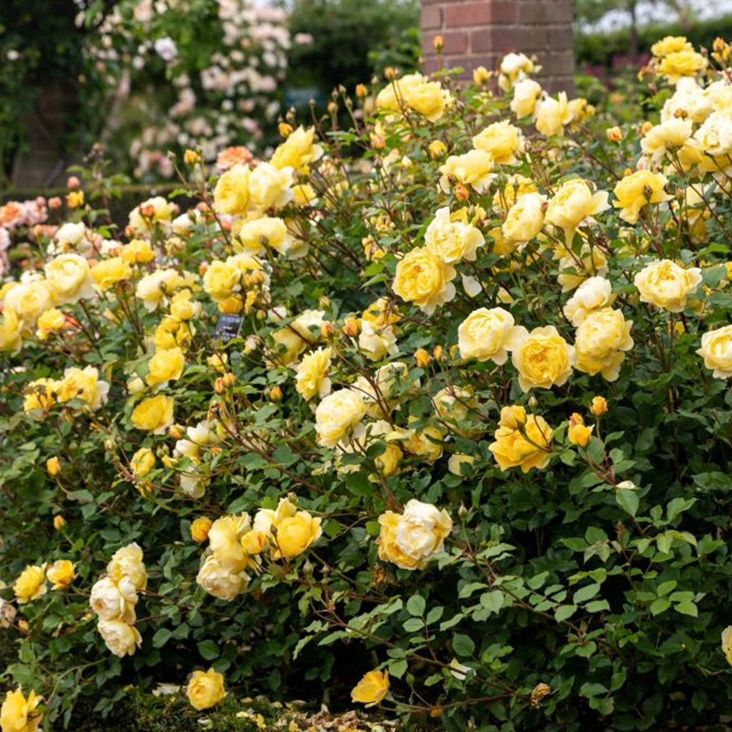 David Austin® The Poet's Wife Rose Shrub - Image 4