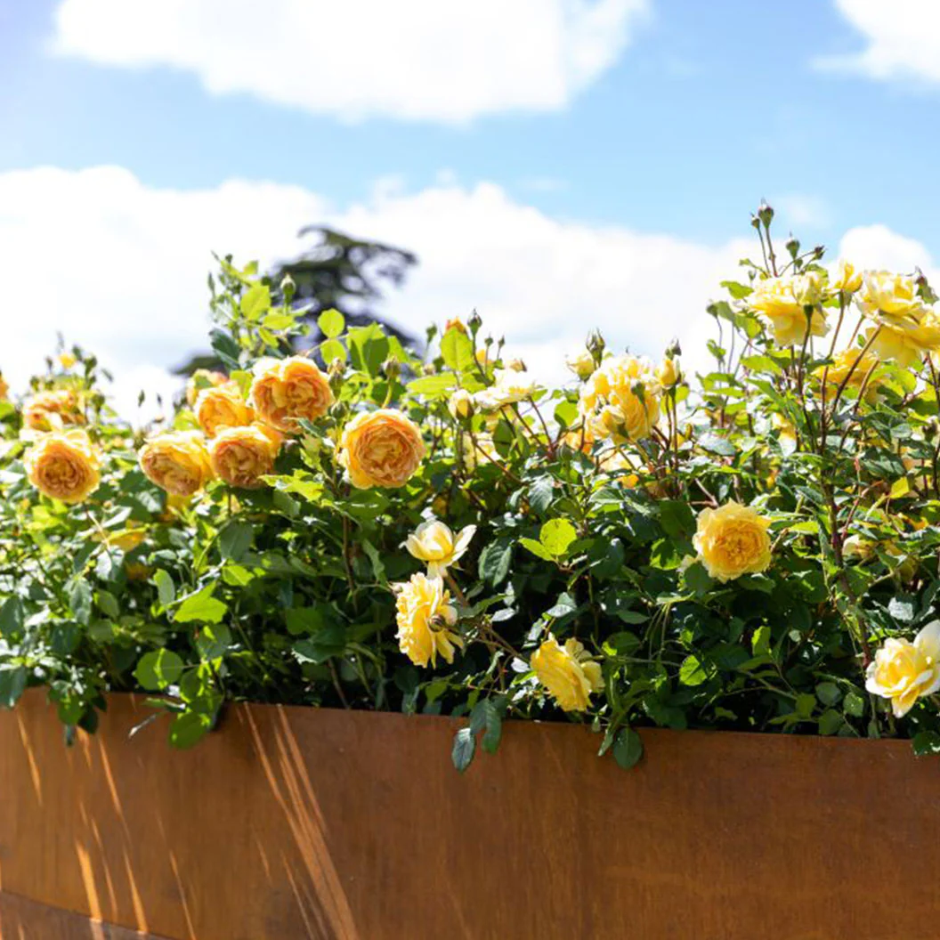 David Austin® The Poet's Wife Rose Shrub - Image 5