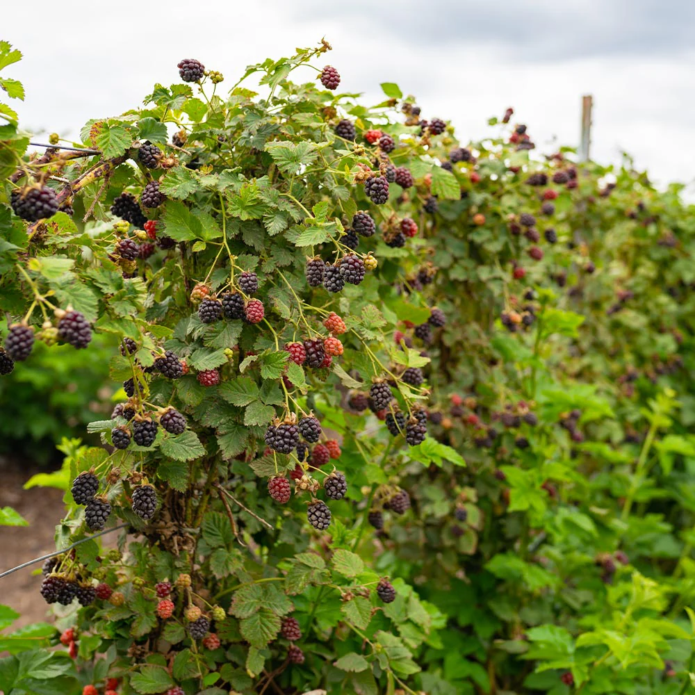 Thornless Blackberry Bush - Image 3