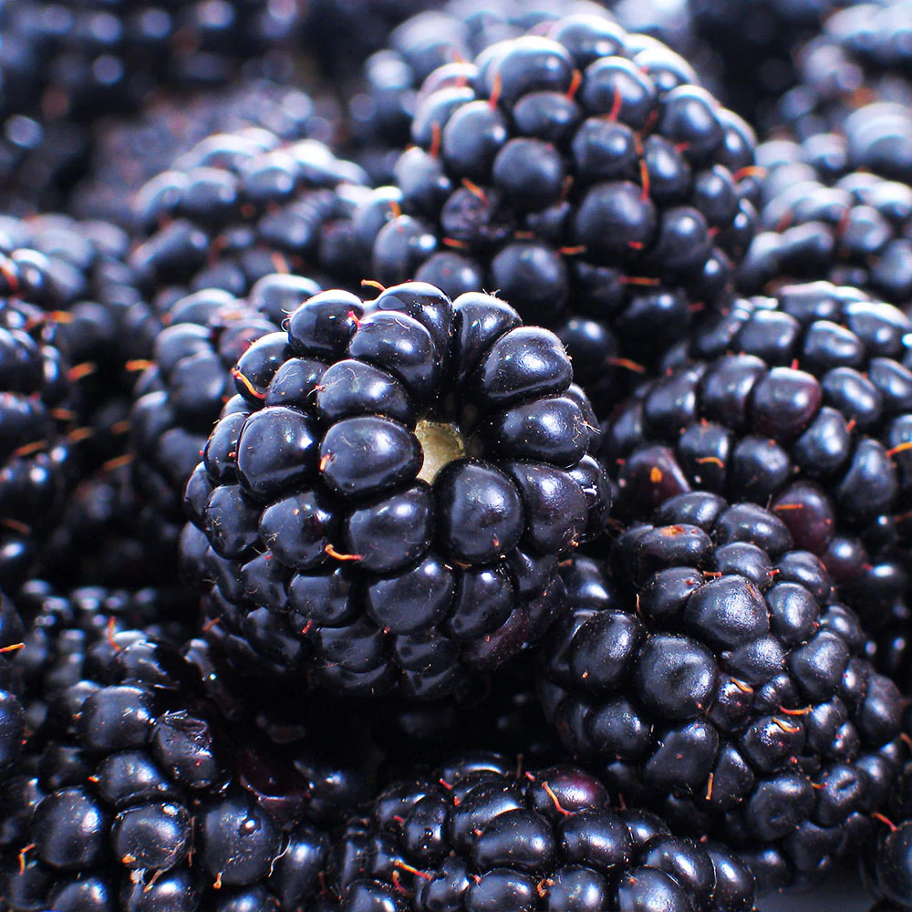 Thornless Blackberry Bush - Image 4