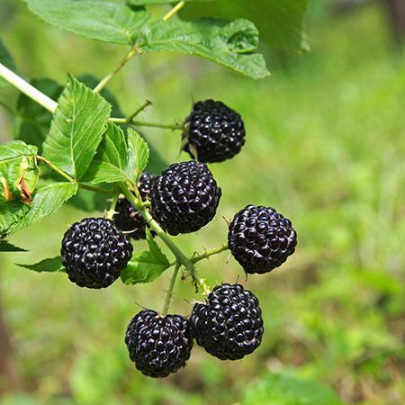 Thornless Blackberry Bush - USDA Organic - Image 3