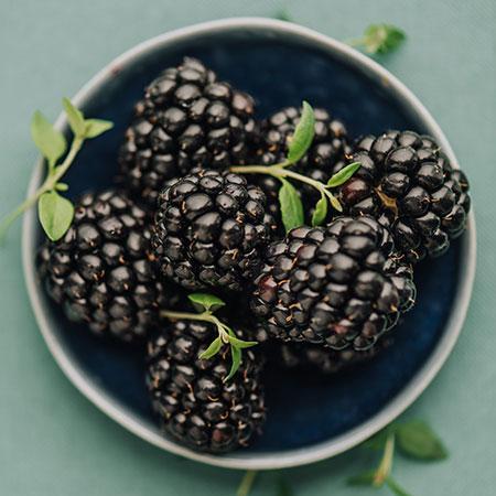 Thornless Blackberry Bush - USDA Organic - Image 4