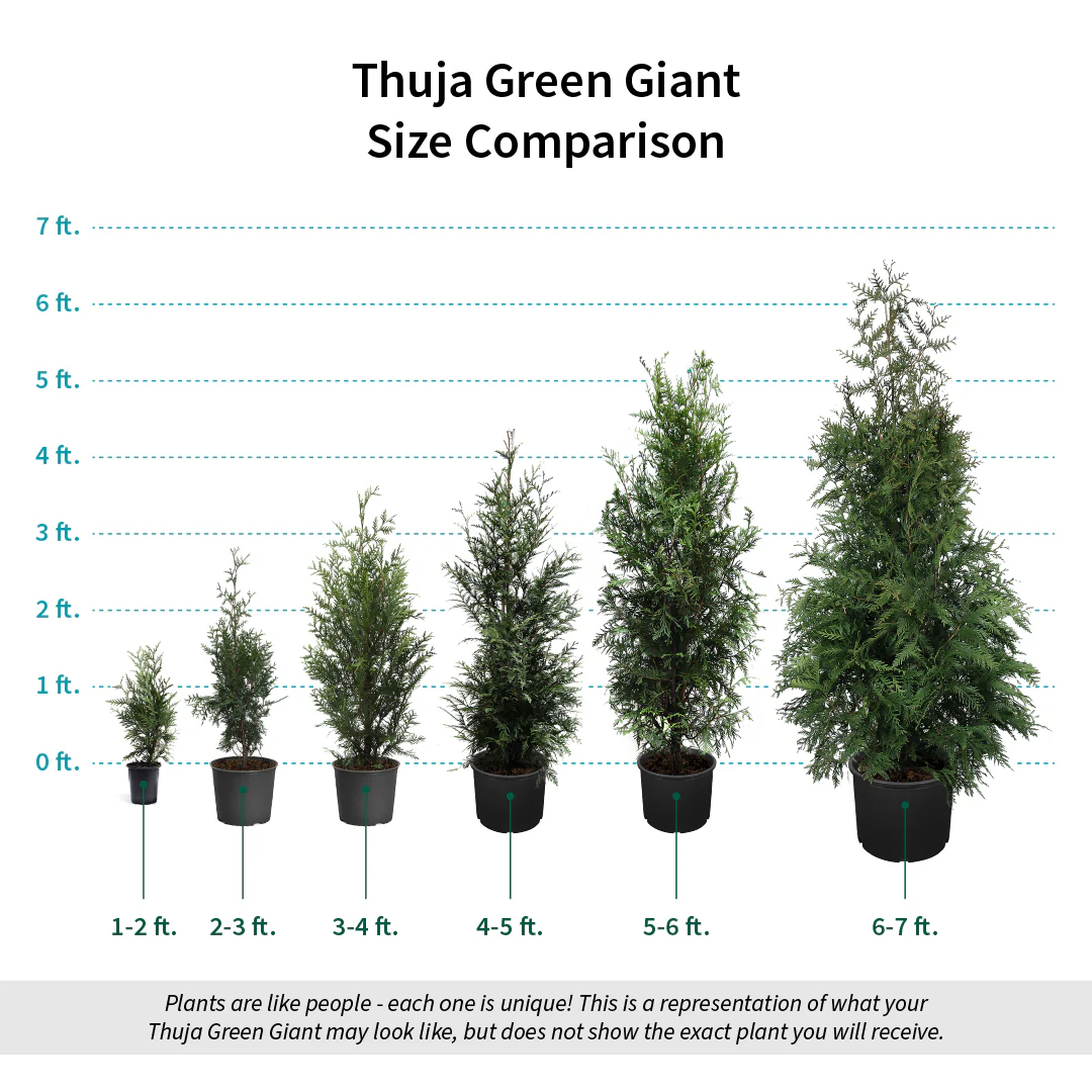 Thuja Green Giant Arborvitae - Image 10