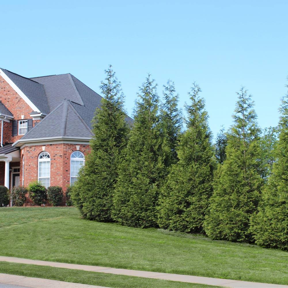 Thuja Green Giant Arborvitae - Image 3