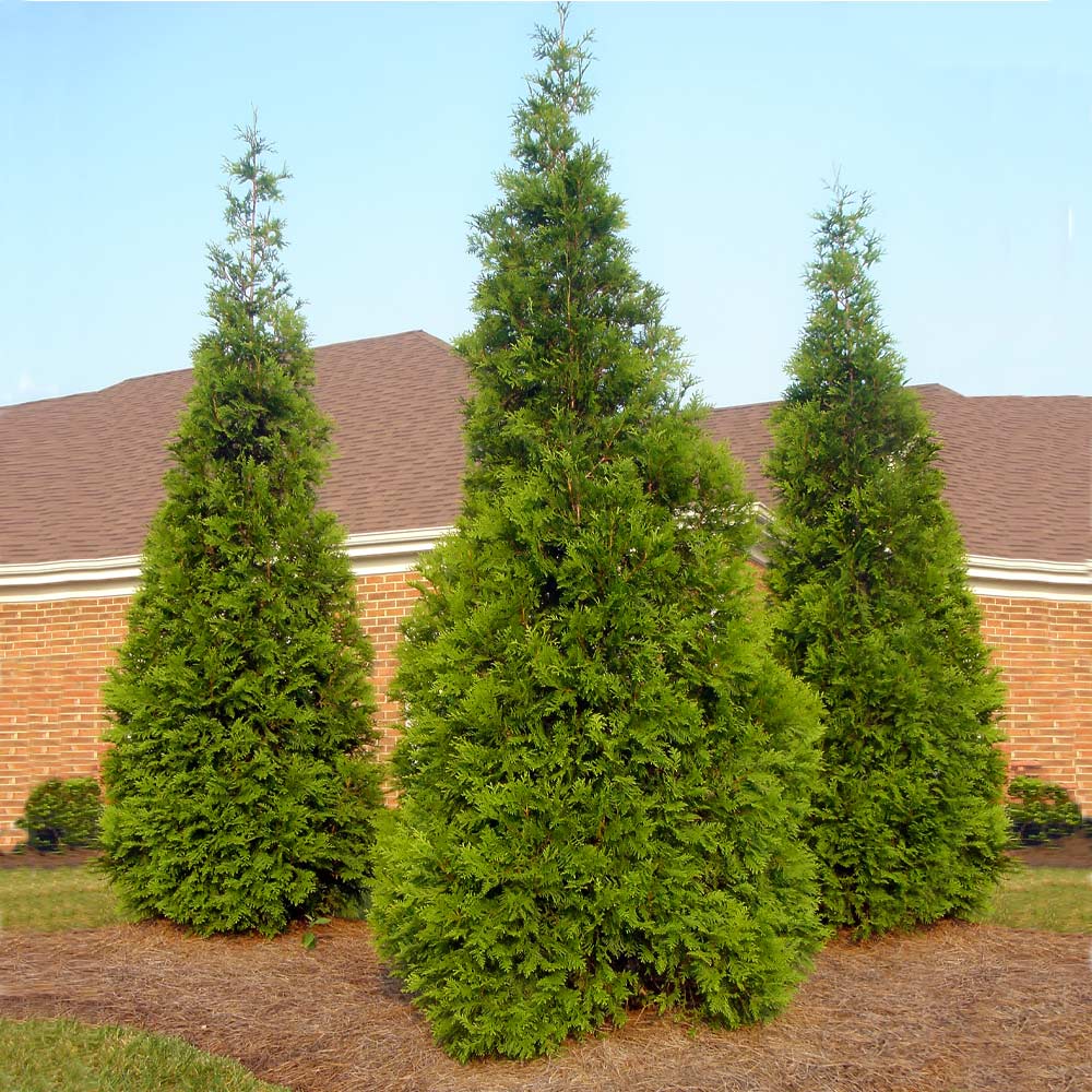 Thuja Green Giant Arborvitae - Image 4