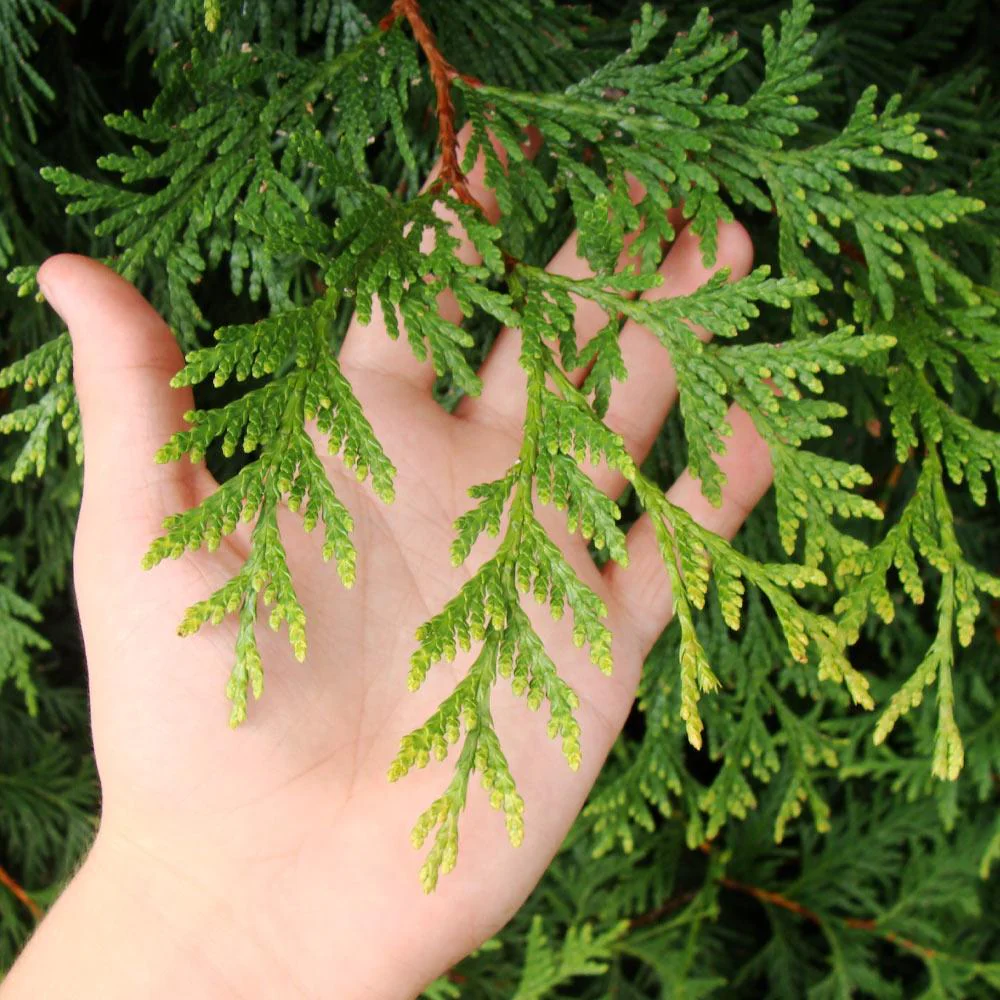 Thuja Green Giant Arborvitae - Image 5