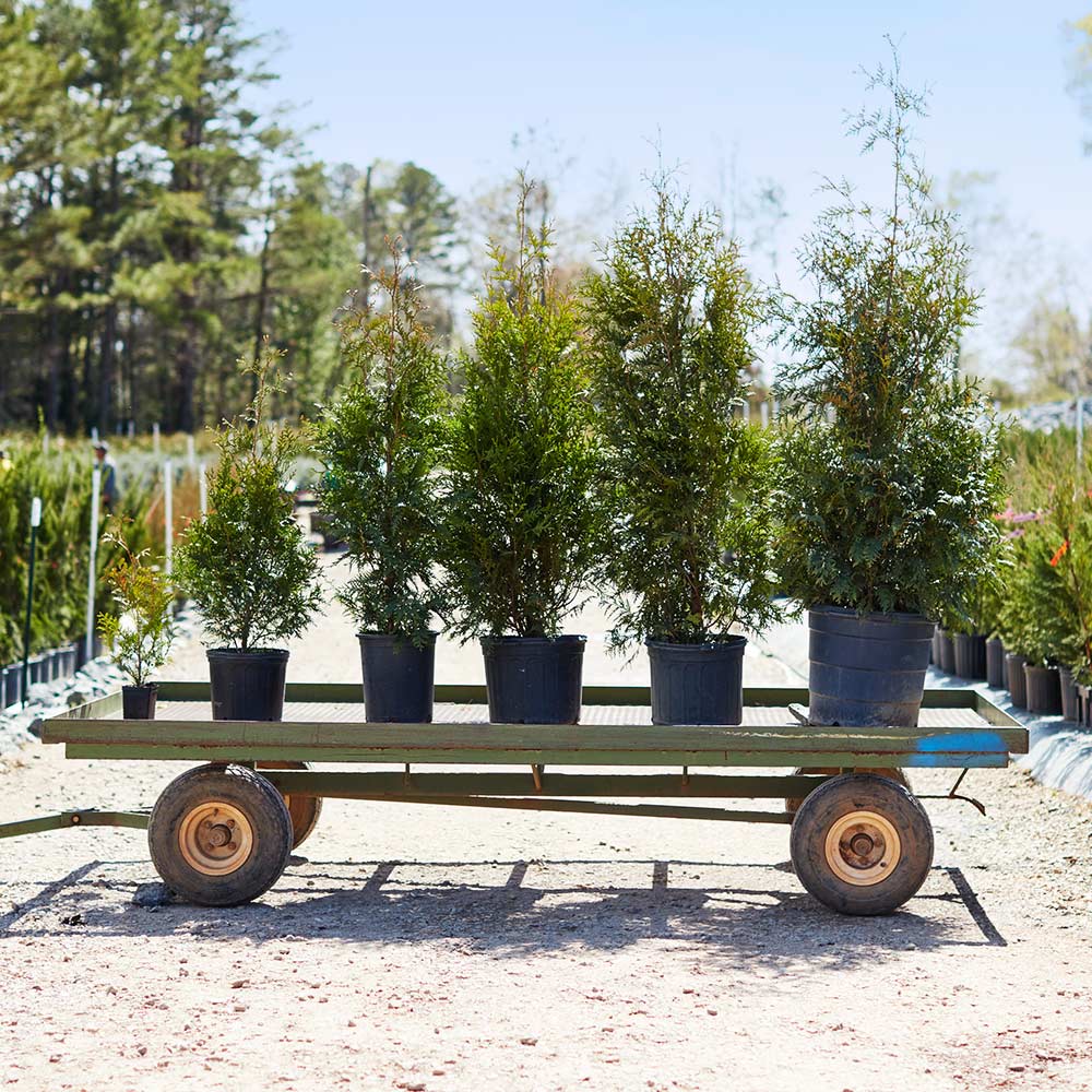 Thuja Green Giant Arborvitae - Image 6