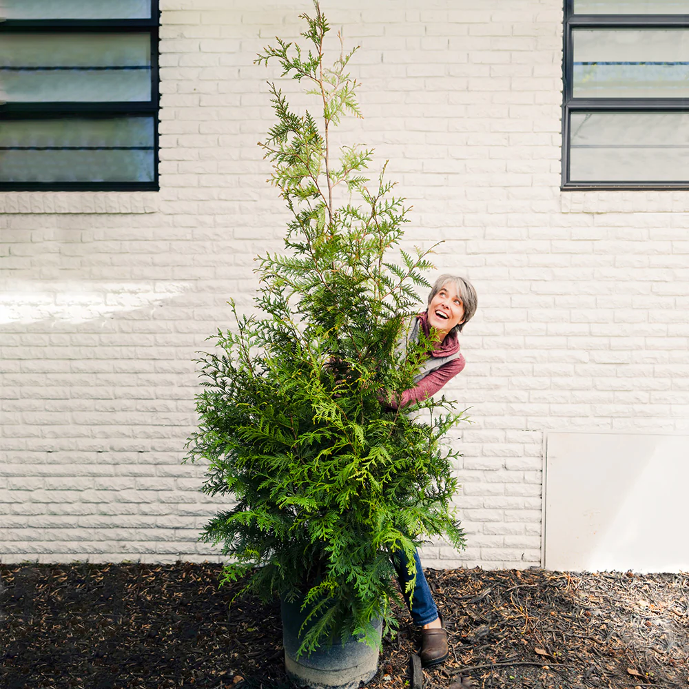 Thuja Green Giant Arborvitae - Image 7