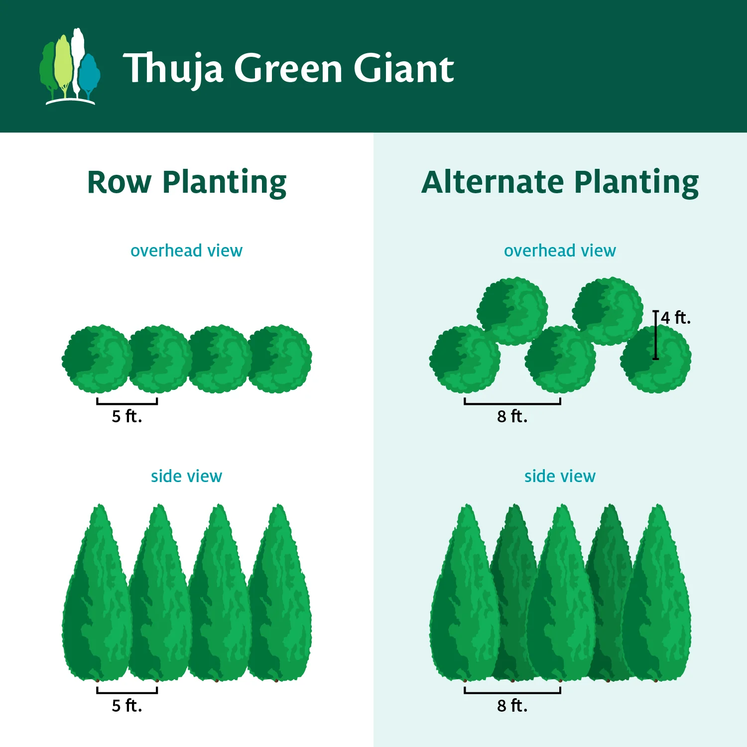 Thuja Green Giant Arborvitae - Image 8