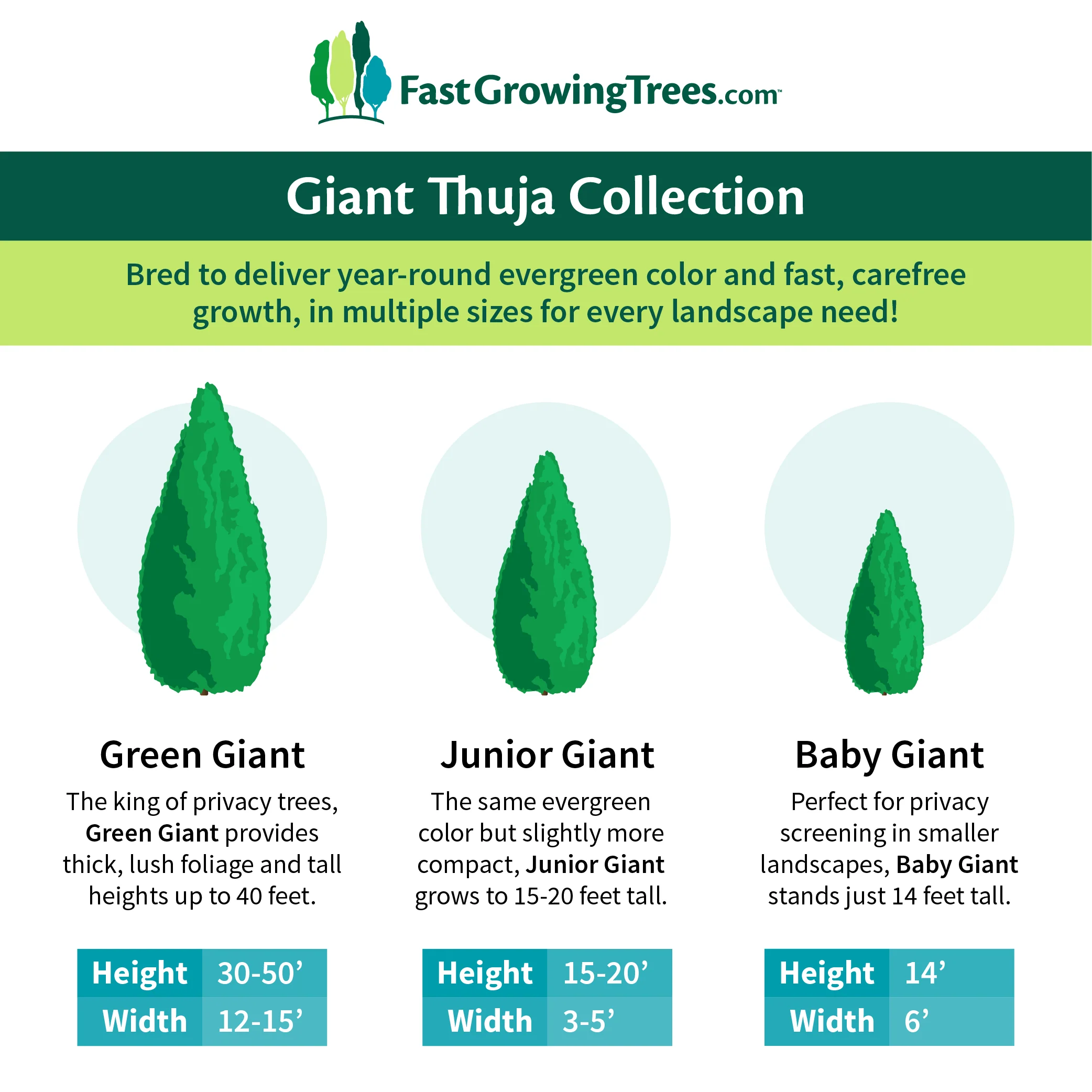 Thuja Green Giant Arborvitae - Image 9