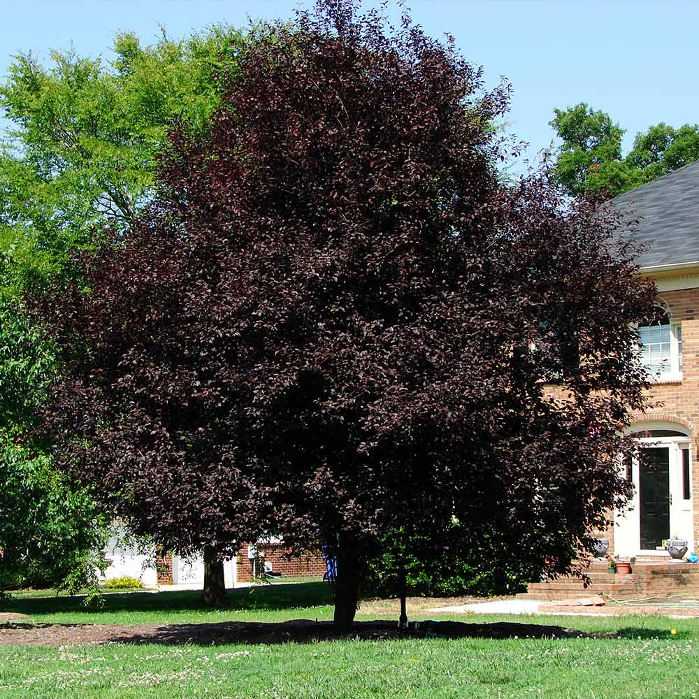 Thundercloud Plum Tree - Image 2