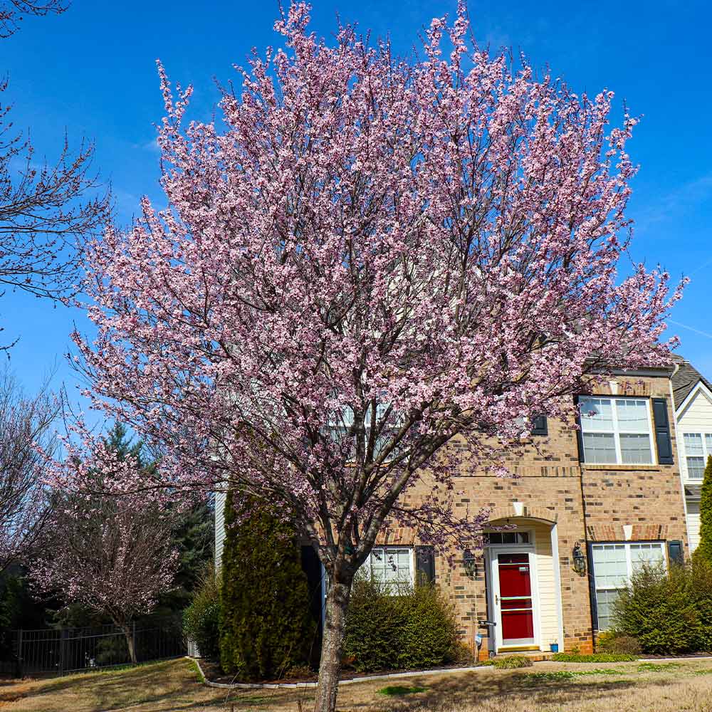 Thundercloud Plum Tree - Image 3