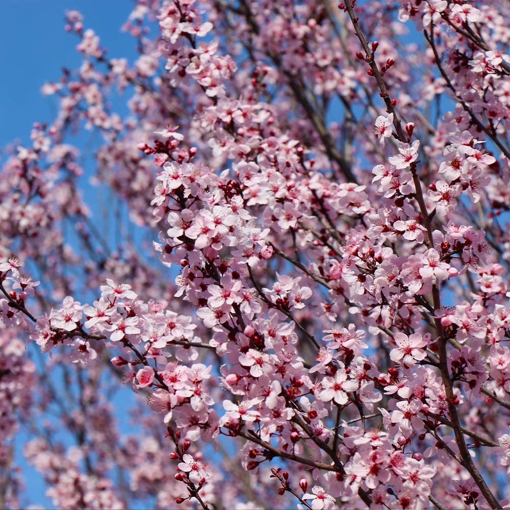 Thundercloud Plum Tree - Image 4