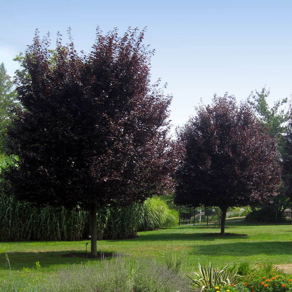 Thundercloud Plum Tree - Image 5
