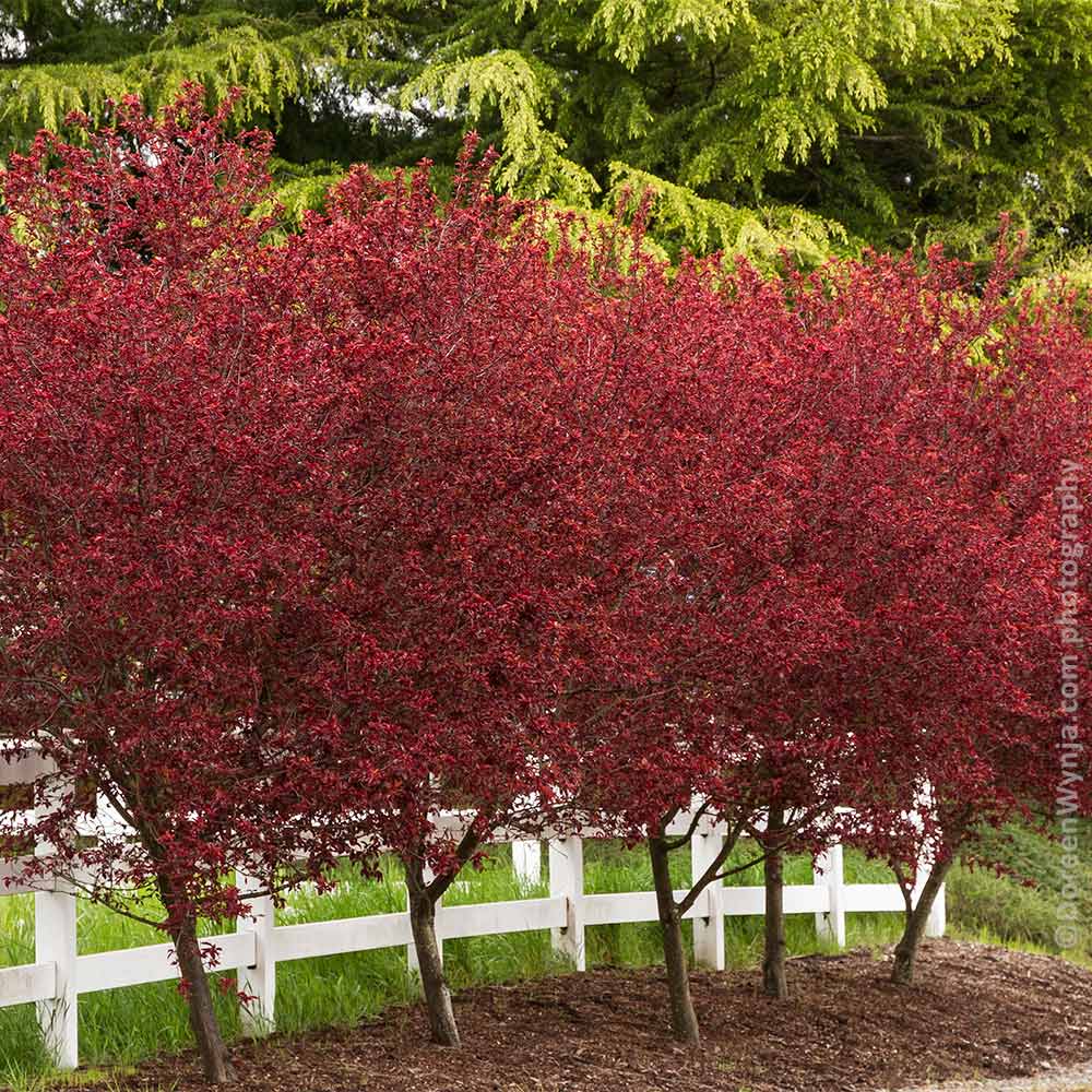 Thundercloud Plum Tree - Image 6