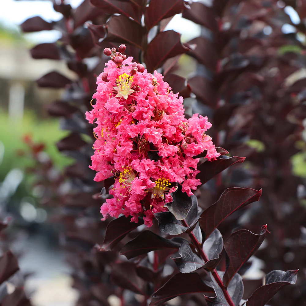 Thunderstruck™ Coral Boom™ Crape Myrtle Tree - Image 3