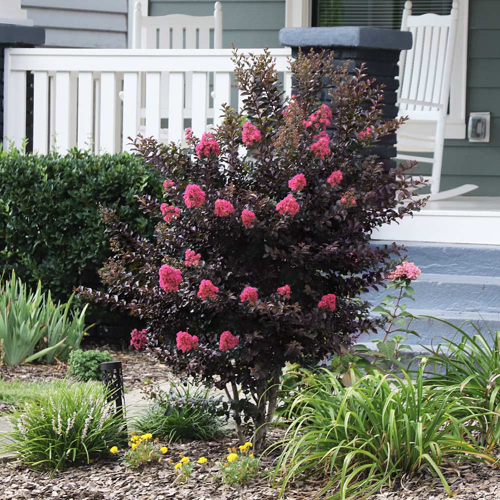 Thunderstruck™ Coral Boom™ Crape Myrtle Tree - Image 4