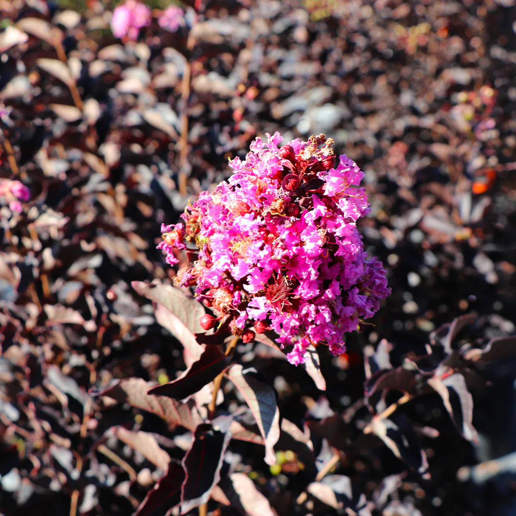 Thunderstruck™ Lavender Skies™ Crape Myrtle Tree - Image 2
