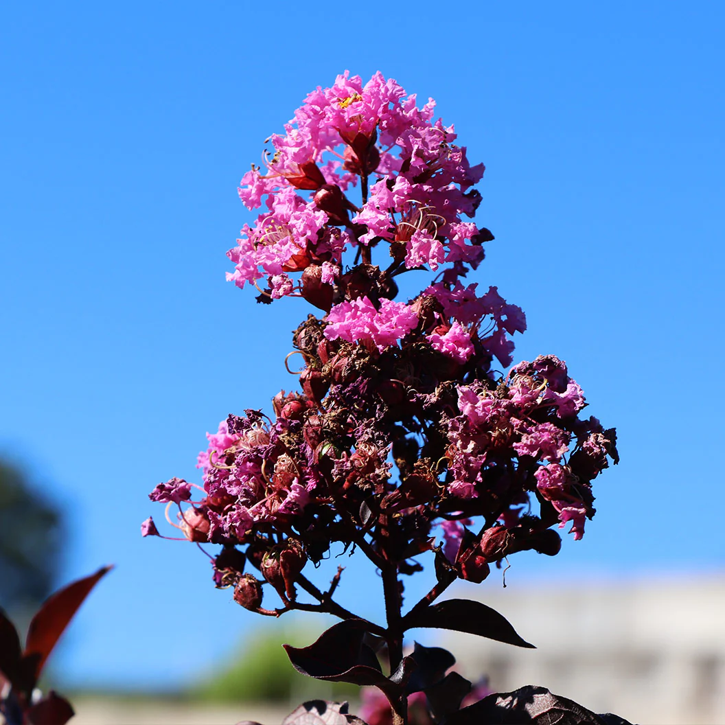 Thunderstruck™ Lavender Skies™ Crape Myrtle Tree - Image 3