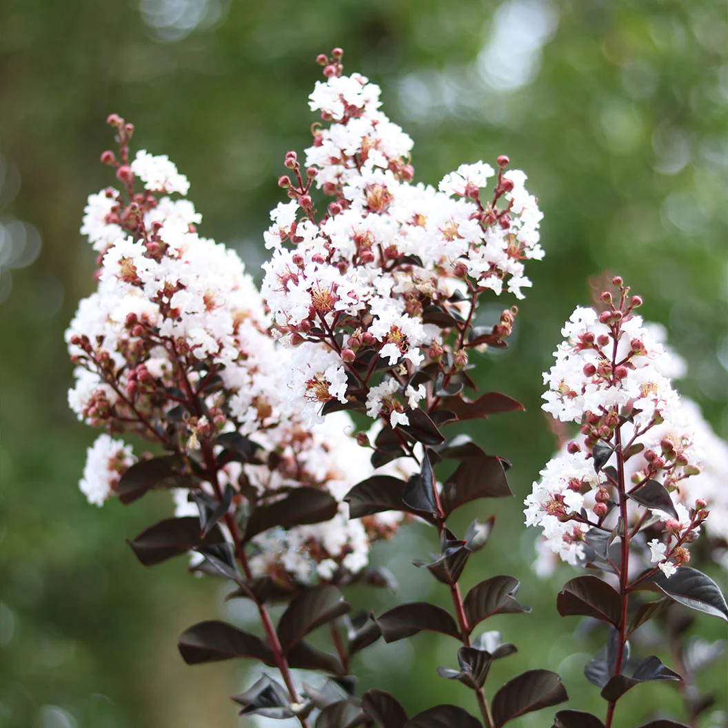 Thunderstruck™ White Flash™ Crape Myrtle Tree - Image 2