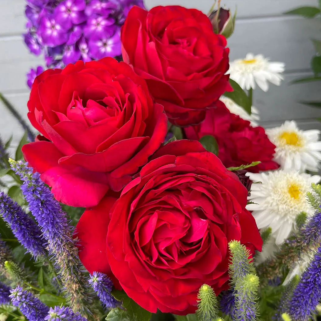 Tiamo™ Rose Shrub - Image 2