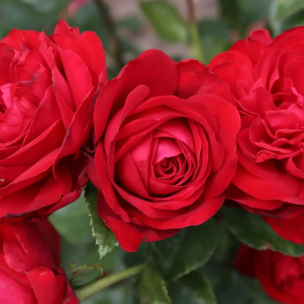 Tiamo™ Rose Shrub - Image 3