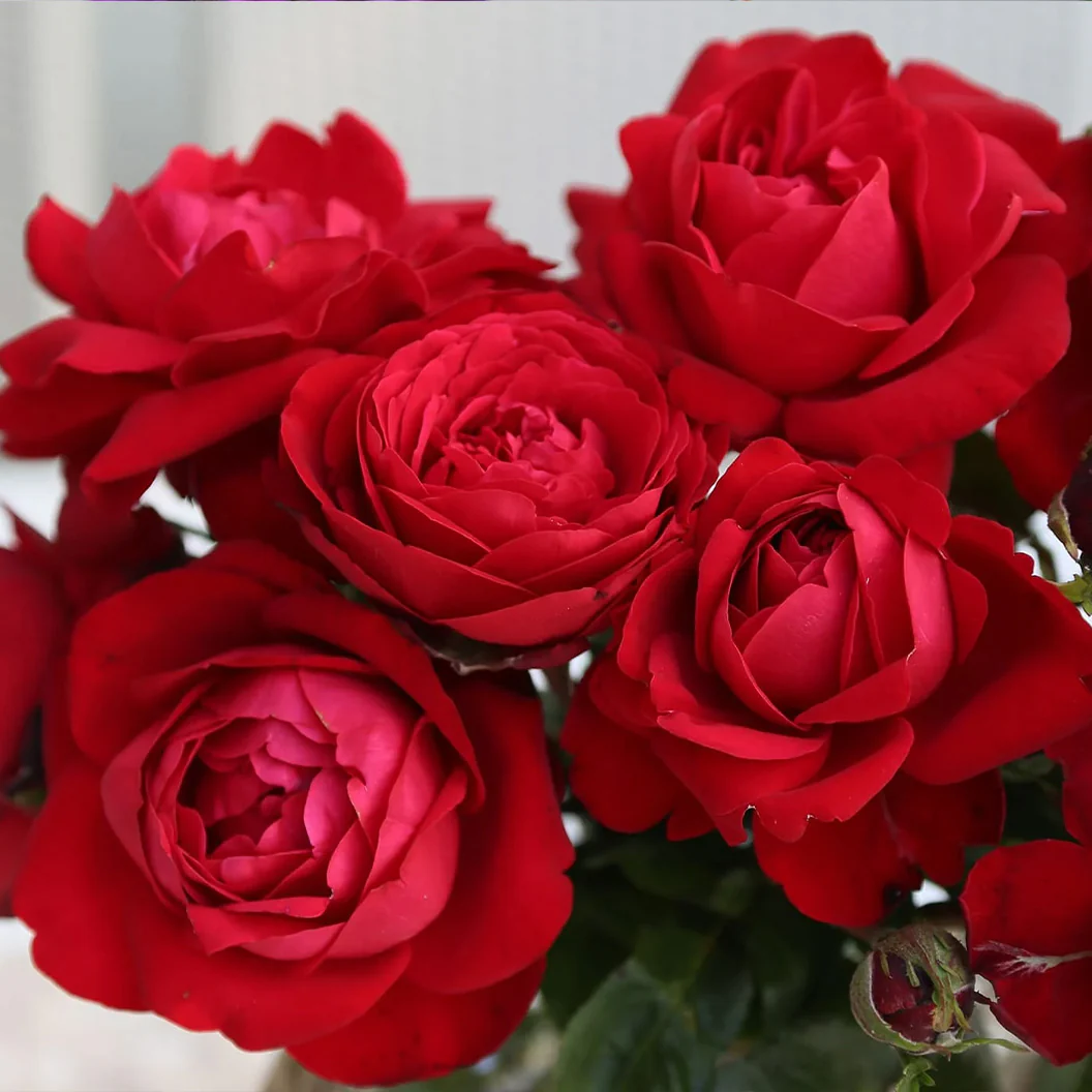 Tiamo™ Rose Shrub - Image 4