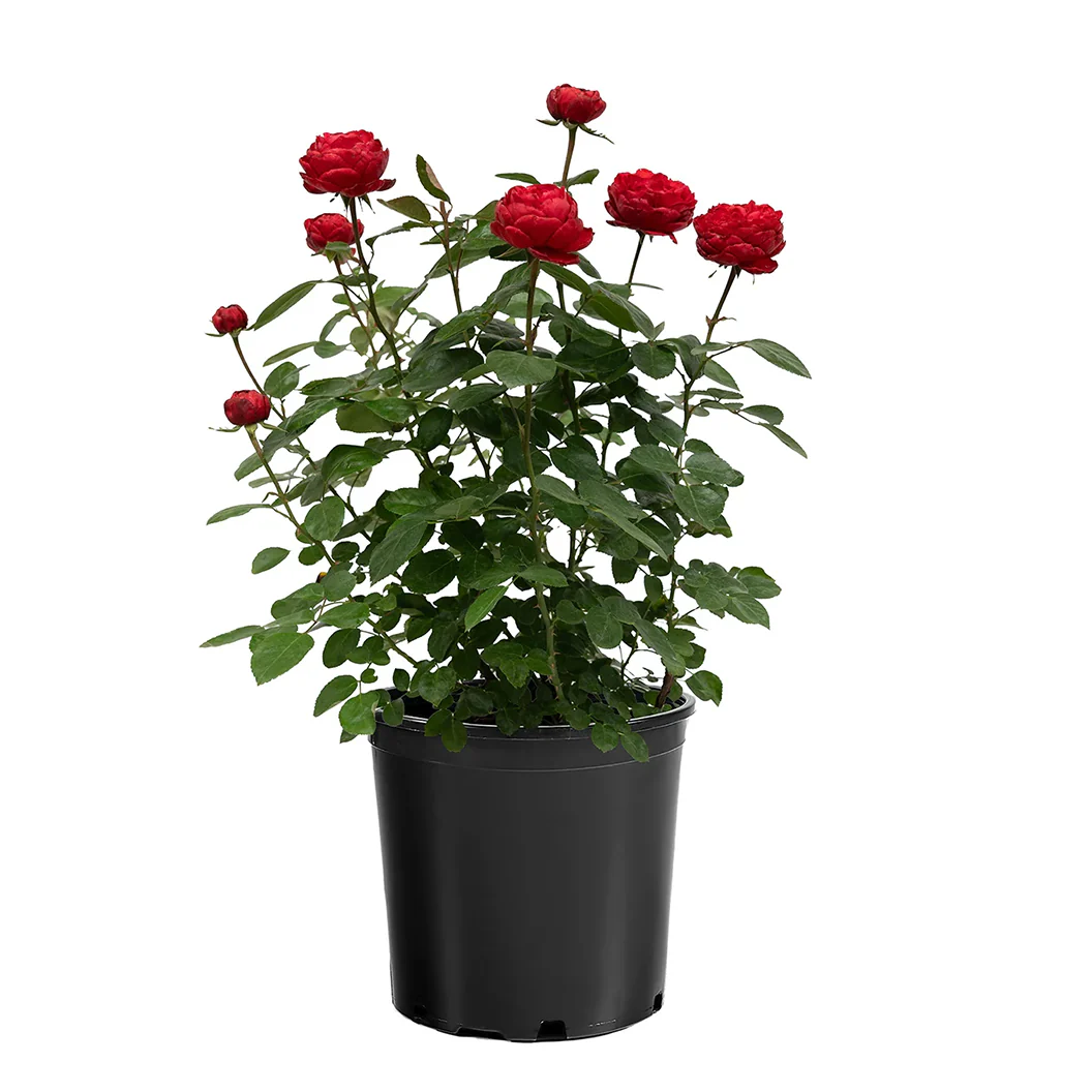 Tiamo™ Rose Shrub - Image 5