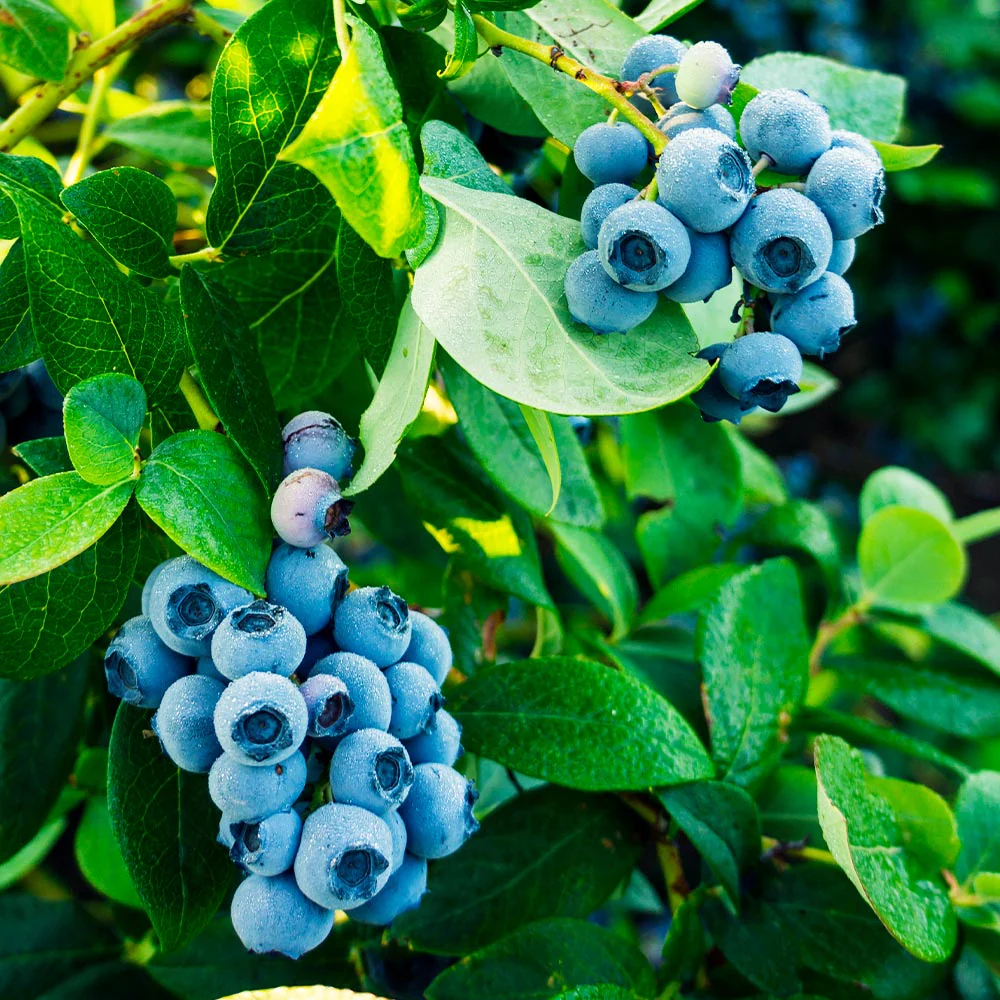 Tifblue Rabbiteye Blueberry Bush - Image 3