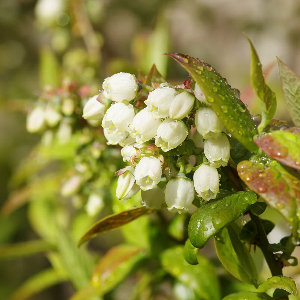 Tifblue Rabbiteye Blueberry Bush - Image 4