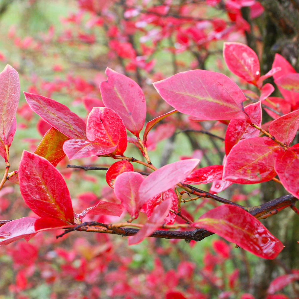 Tifblue Rabbiteye Blueberry Bush - Image 6