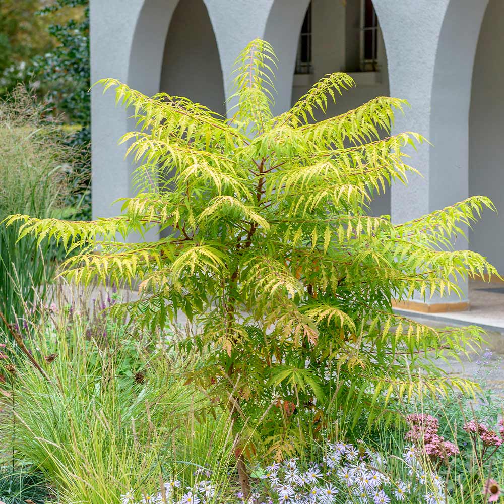 Tiger Eyes® Sumac Shrub - Image 2