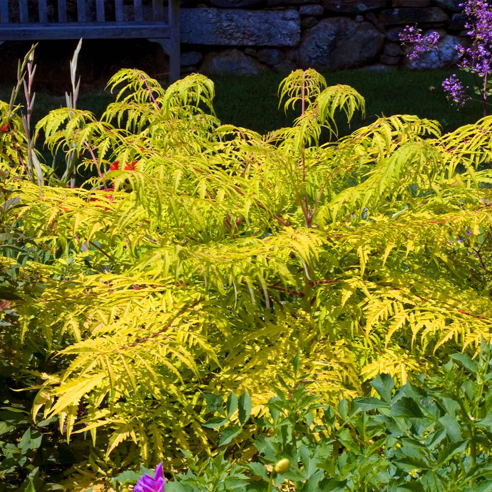 Tiger Eyes® Sumac Shrub - Image 3