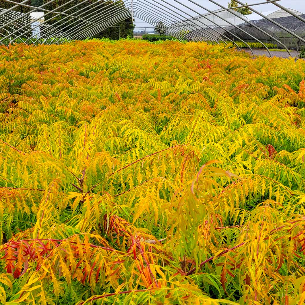 Tiger Eyes® Sumac Shrub - Image 4