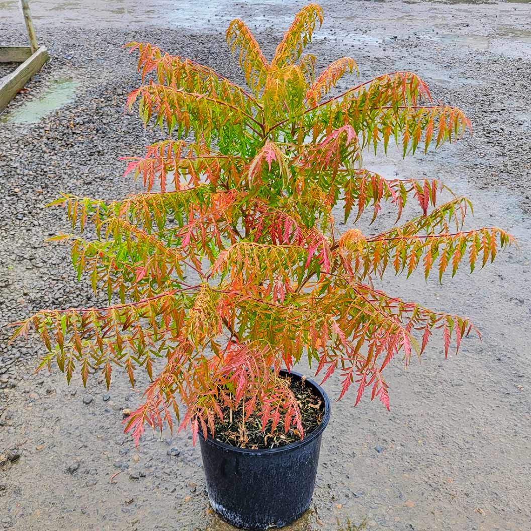 Tiger Eyes® Sumac Shrub - Image 5