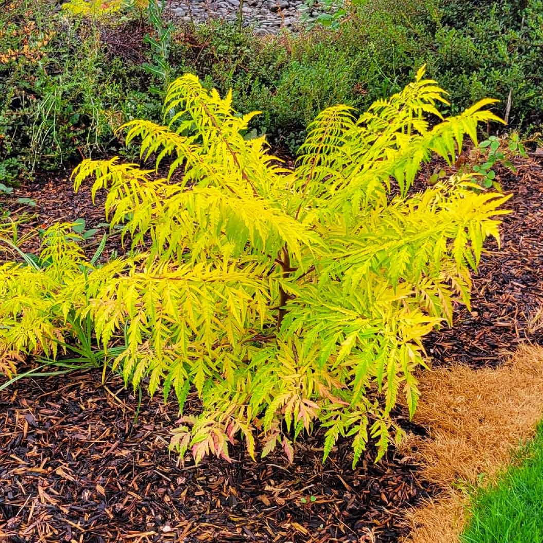 Tiger Eyes® Sumac Shrub - Image 6