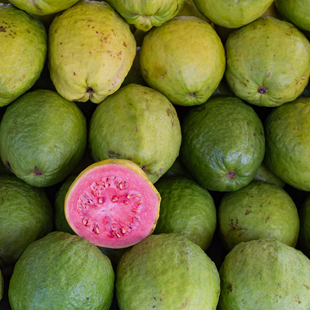 Tikal Pink Guava Tree - Image 2