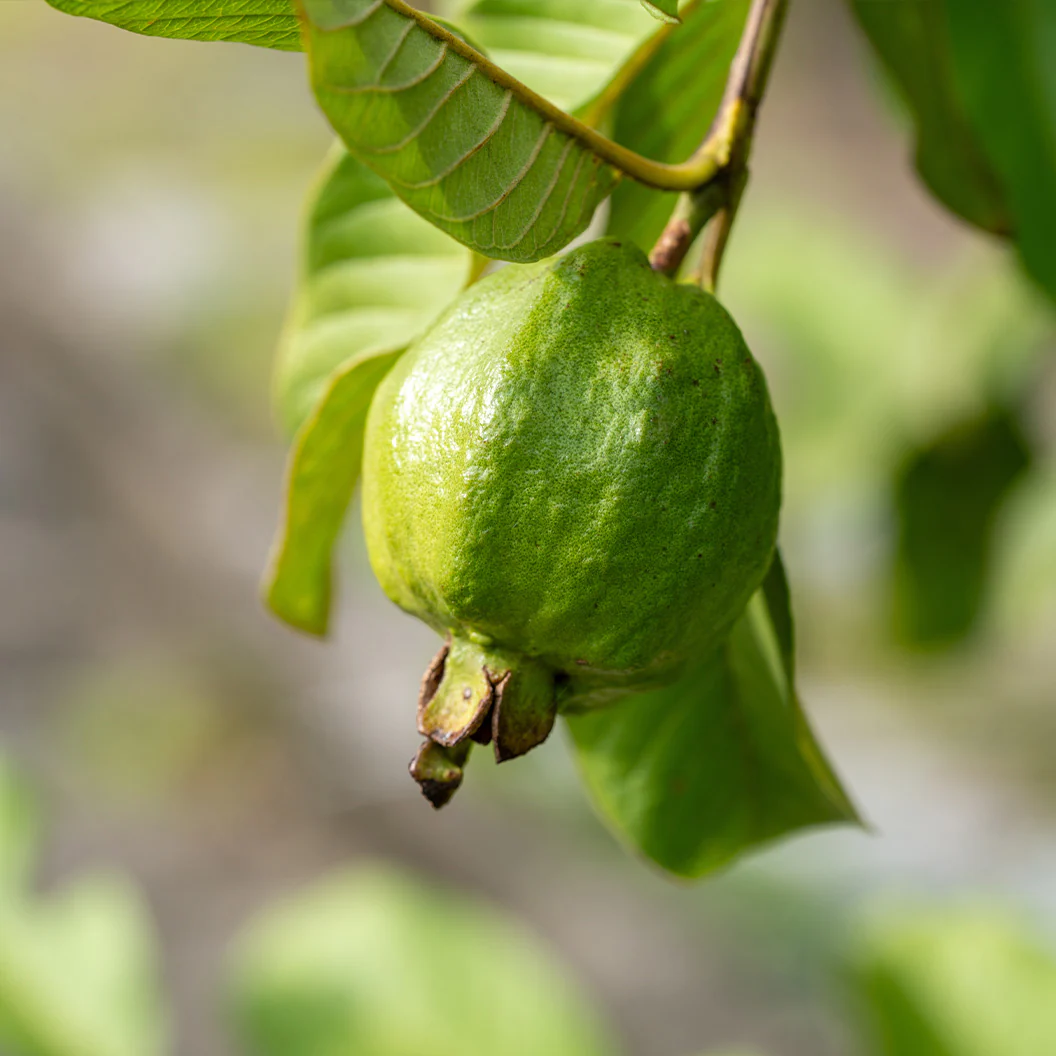 Tikal Pink Guava Tree - Image 3