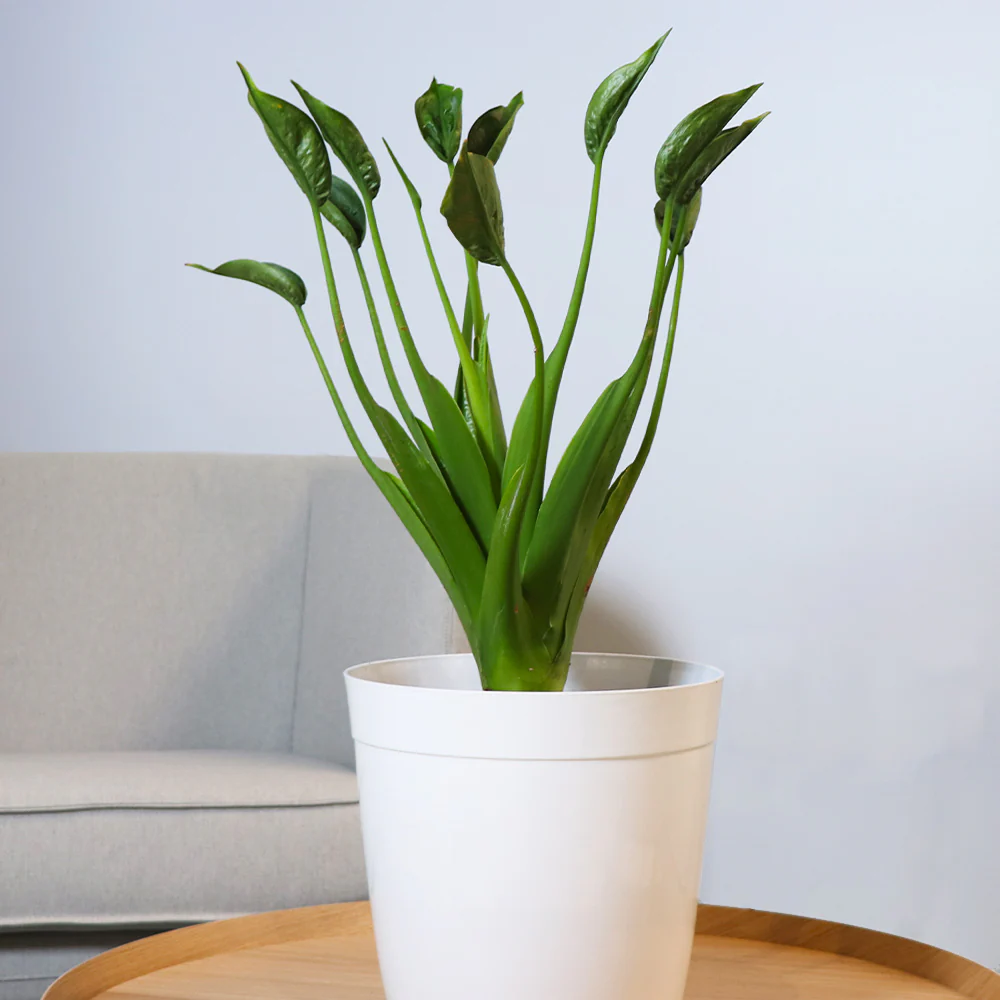 Tiny Dancer Alocasia Plant - Image 2