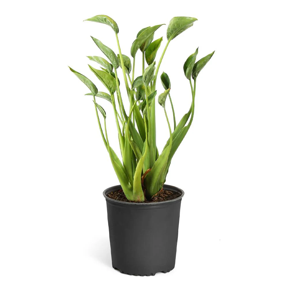 Tiny Dancer Alocasia Plant - Image 3