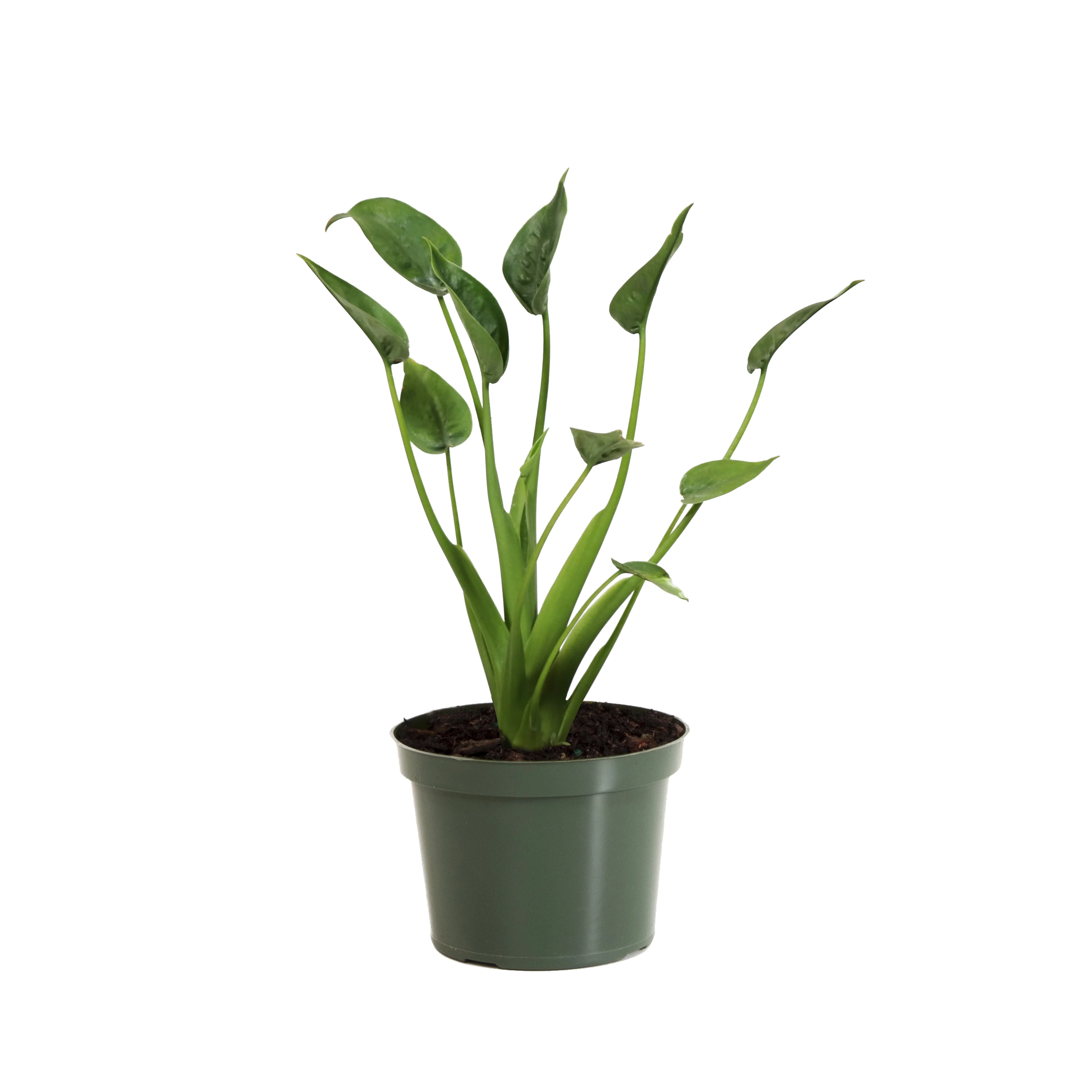 Tiny Dancer Alocasia Plant - Image 4