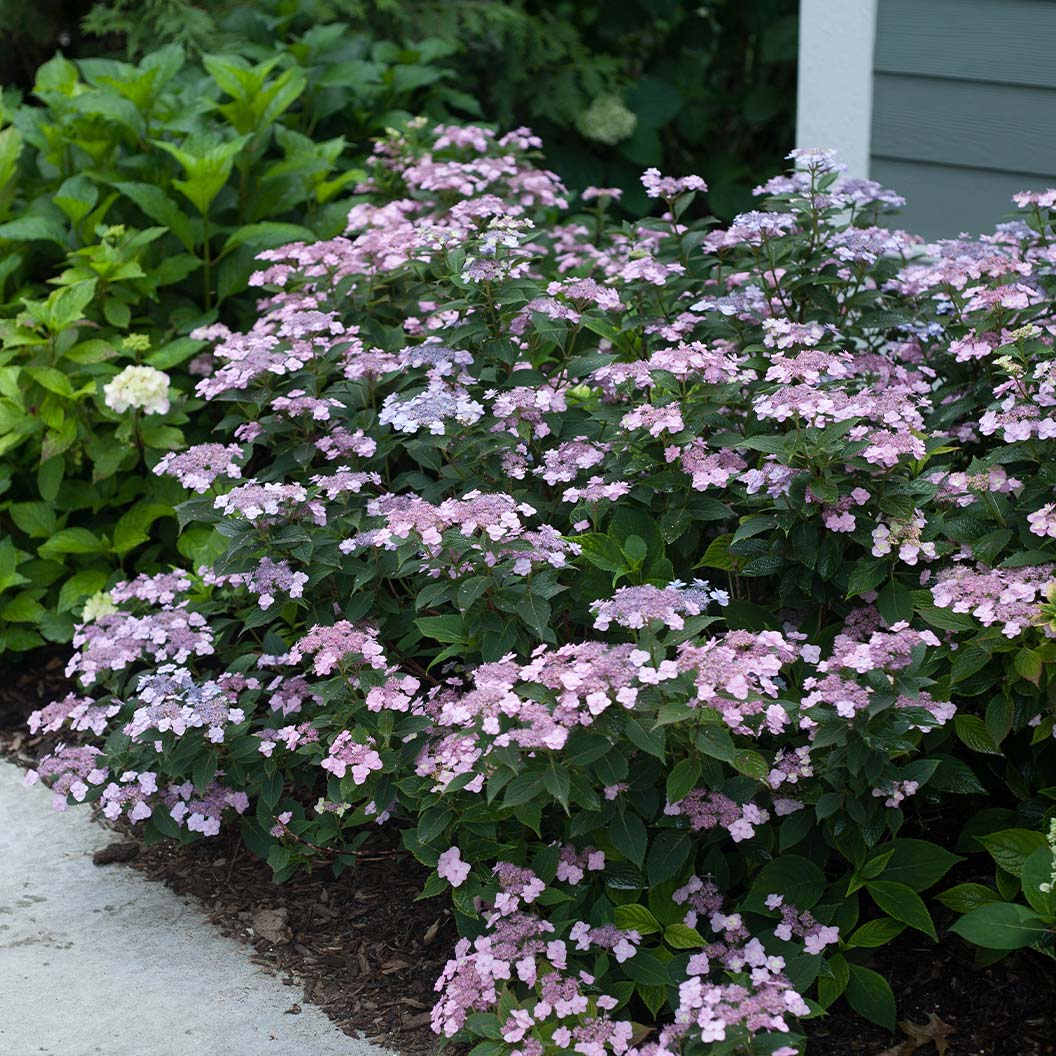 Proven Winners® Tiny Tuff Stuff™ Hydrangea Shrub - Image 2