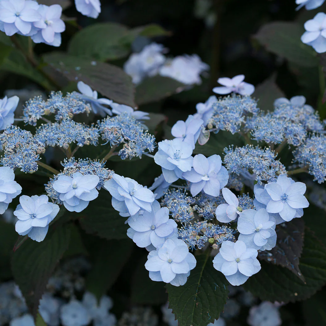 Proven Winners® Tiny Tuff Stuff™ Hydrangea Shrub - Image 3