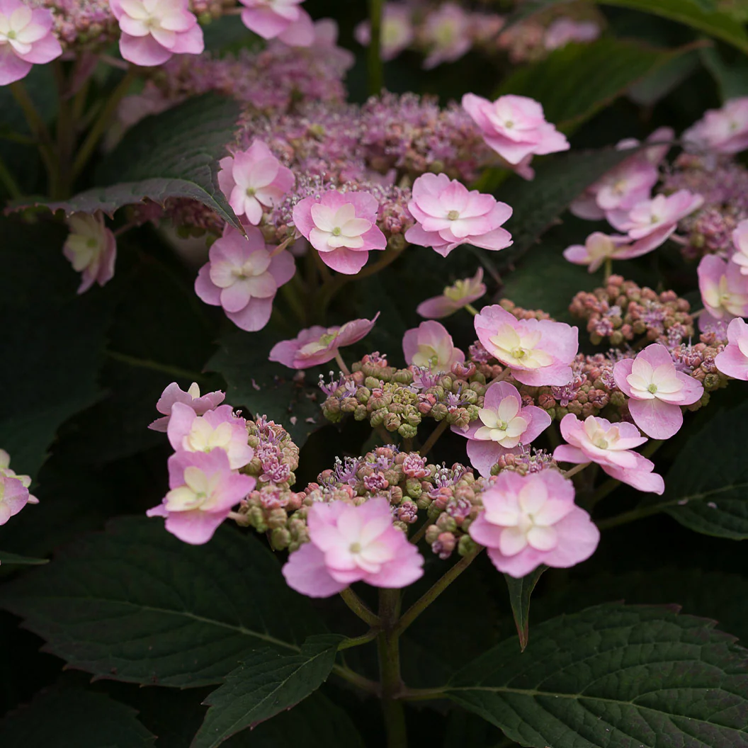 Proven Winners® Tiny Tuff Stuff™ Hydrangea Shrub - Image 4